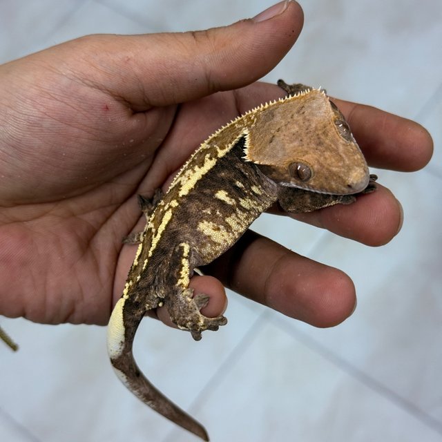 Cappuccino 100% Het Axanthic