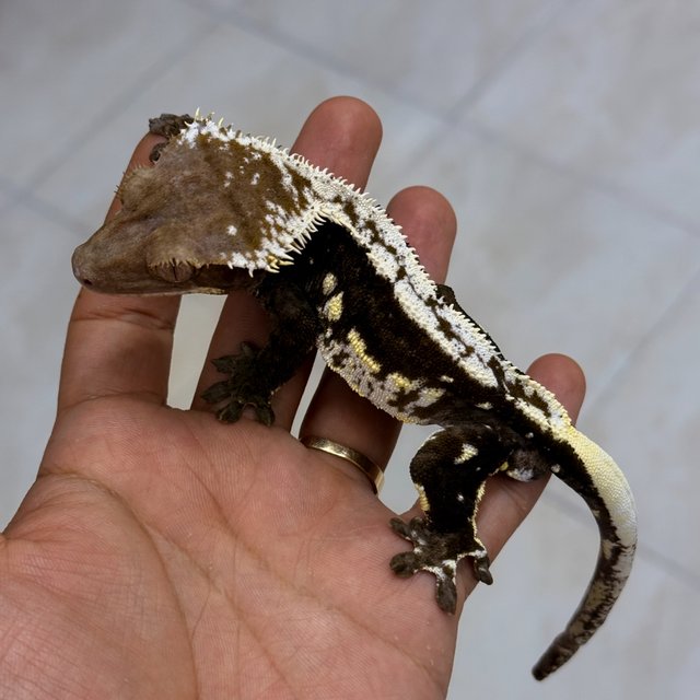 아잔틱