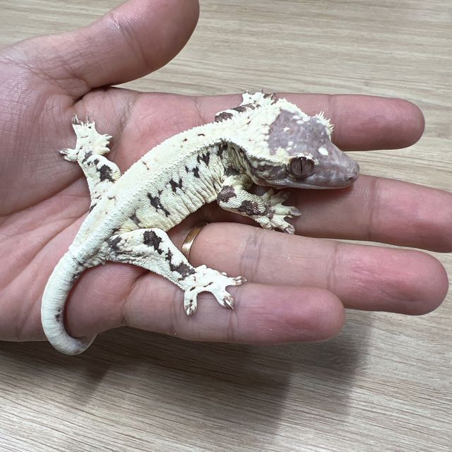 프라푸치노 카푸치노 릴리화이트