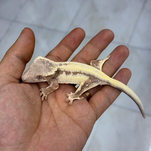 LW Sable 100% Het Axanthic