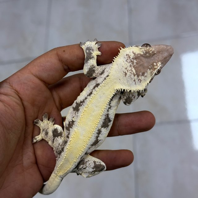 LW Sable