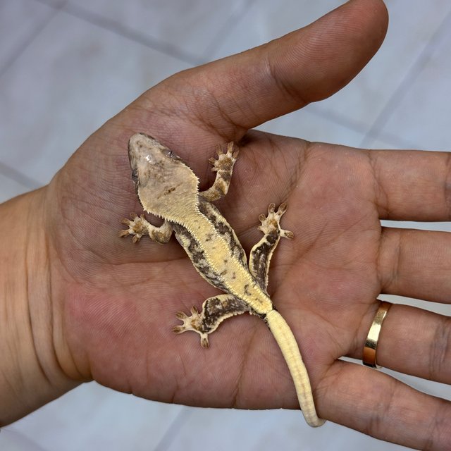 Lilly White 100% Het Axanthic 100% Het Chocho