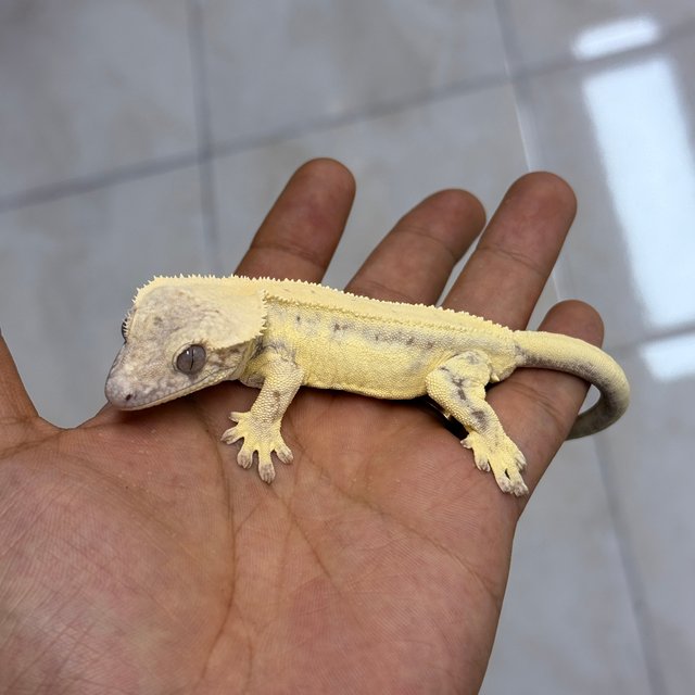 LW Sable 100% Het Axanthic