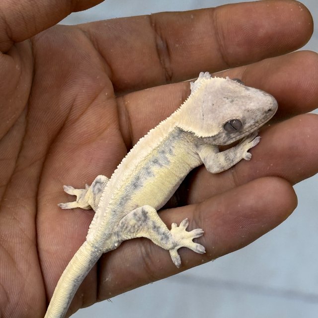 100% Het Axanthic LW Sable