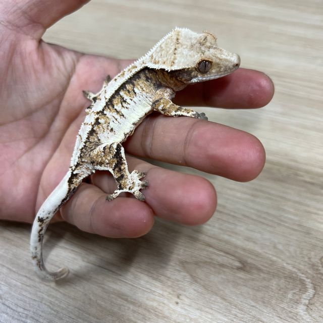 노멀