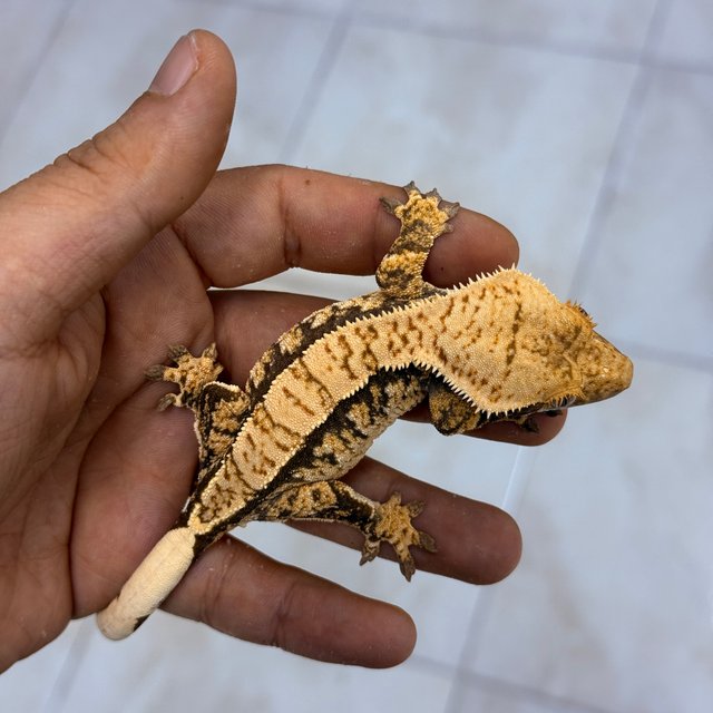 Normal 100% Het Axanthic