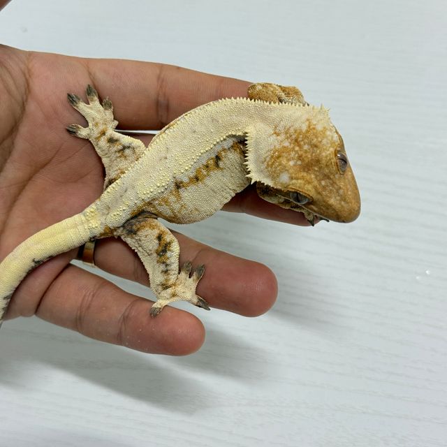 세이블