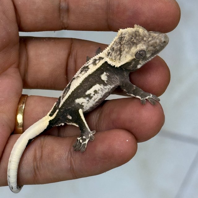 Axanthic