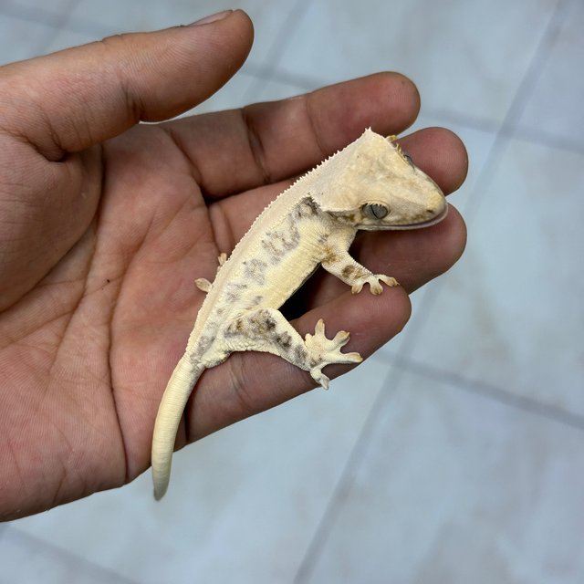 100% Het Chocho Lilly White