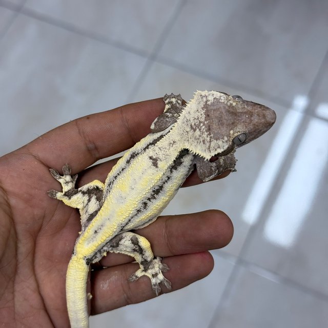 LW Sable Axanthic