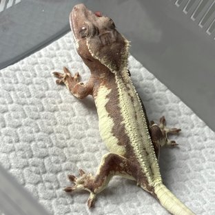 100%헷아잔틱 릴리100%헷아잔틱