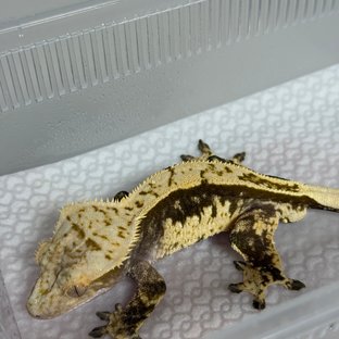 100%헷아잔틱