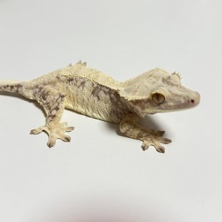 노멀 화이트스팟