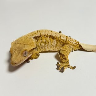 드리피 화이트스팟