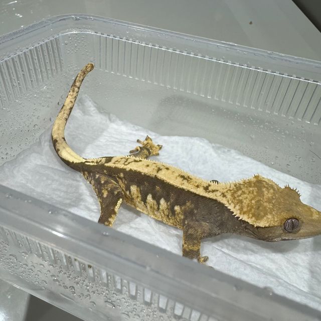 100%헷아잔틱