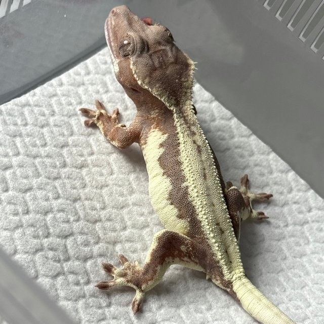 100%헷아잔틱 릴리100%헷아잔틱