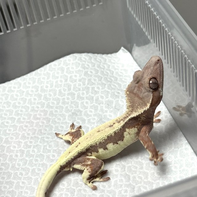 100%헷아잔틱 릴리100%헷아잔틱