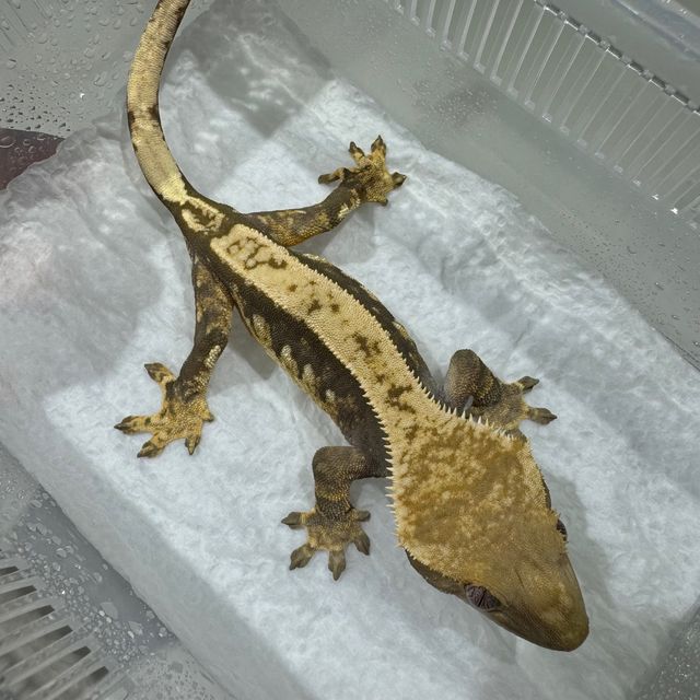 100%헷아잔틱