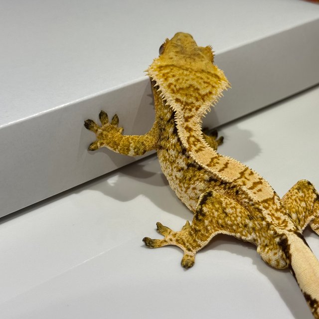 노멀 화이트스팟 드리피