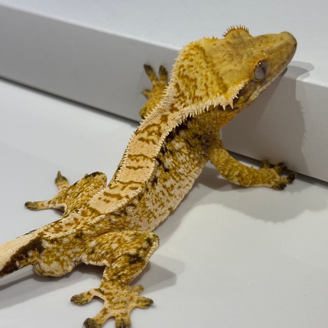 노멀 화이트스팟 드리피