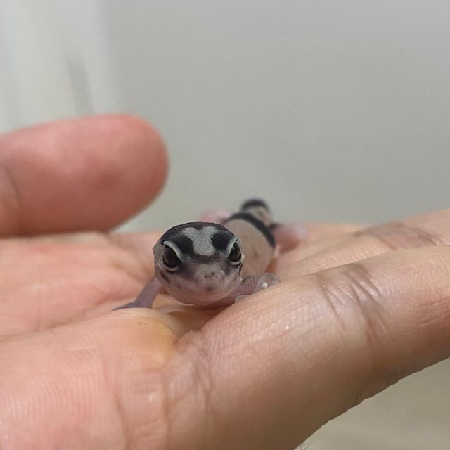 화이트아웃 헷 오레오