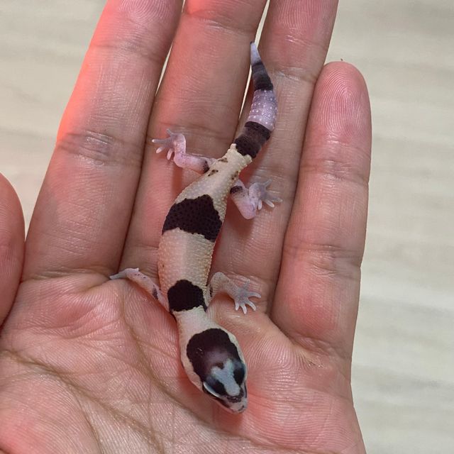 화이트아웃 헷 오레오