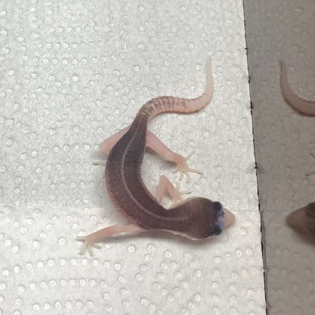 갤럭시