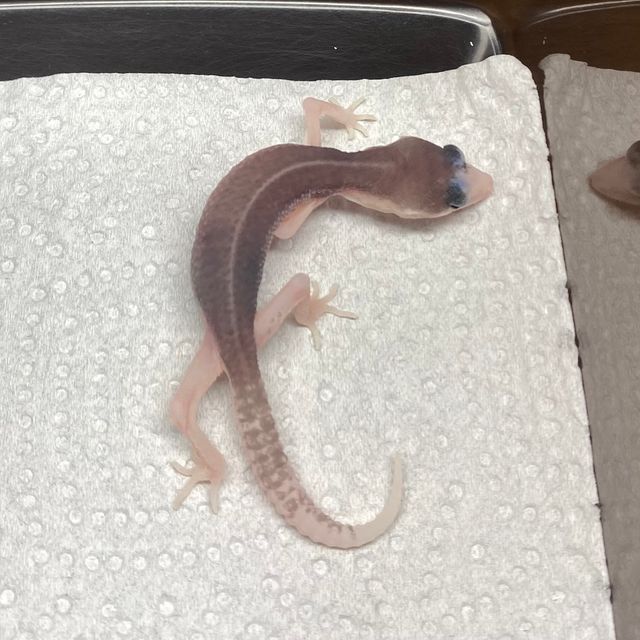 갤럭시