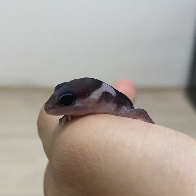 오레오