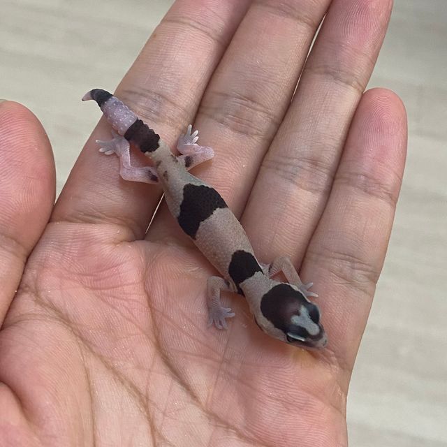 화이트아웃 헷 오레오