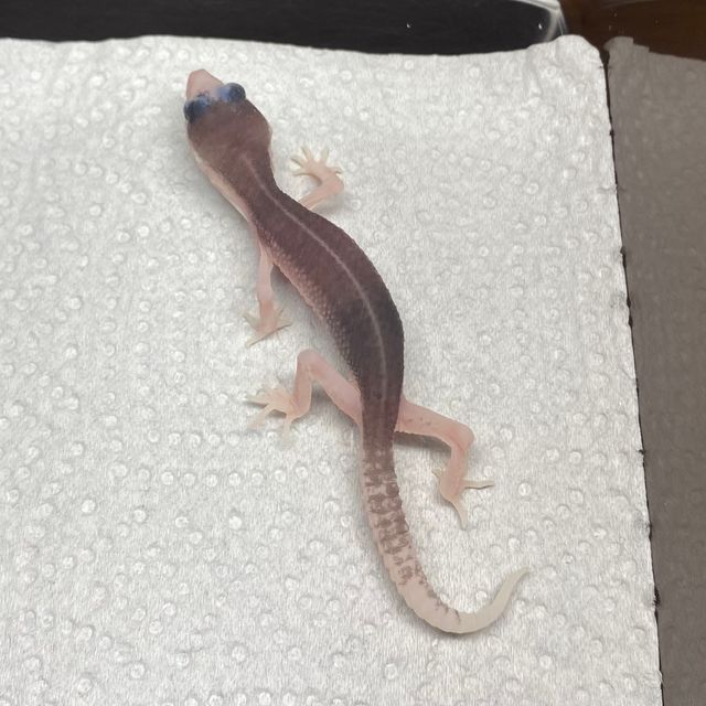 갤럭시