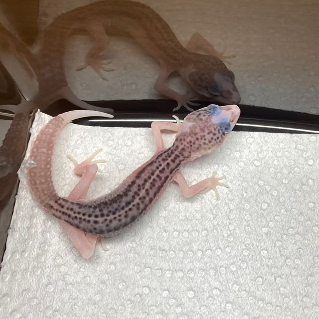 갤럭시