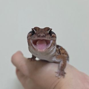 노멀
