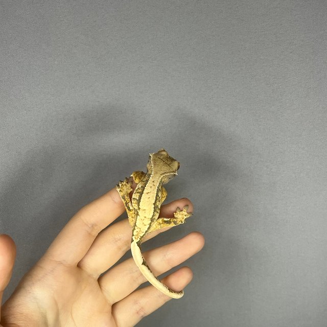 화이트핀 화이트스팟 옐로우 화이트