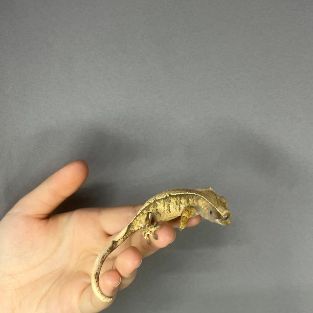 화이트핀 화이트스팟 옐로우 화이트