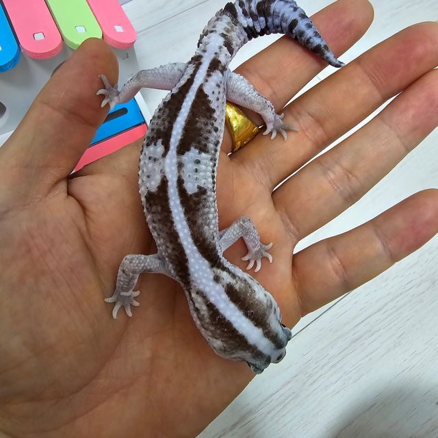 오레오 줄루 헷 고스트