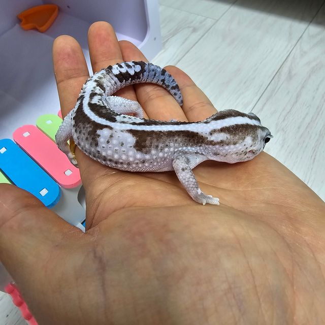 오레오 줄루 헷 고스트