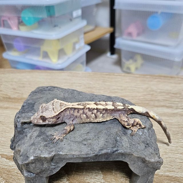 세이블