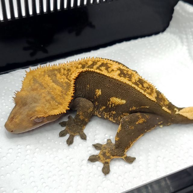 노멀 플레임 다크