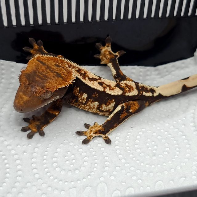 트라이