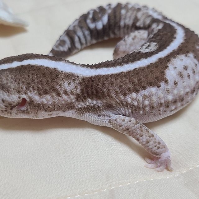 오레오 줄루 헷 고스트