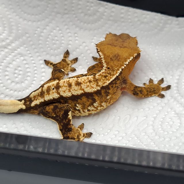 트라이