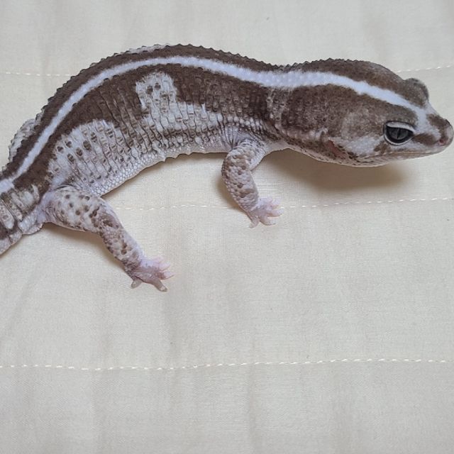 오레오 줄루 헷 고스트