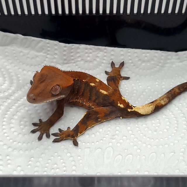 카푸치노