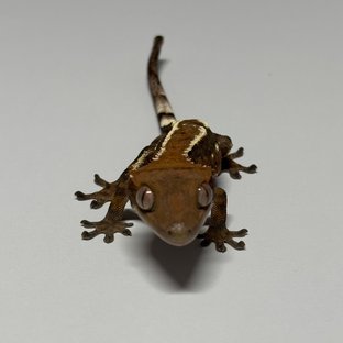 세이블