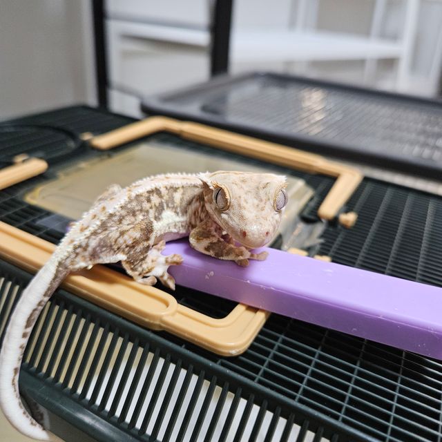 릴리화이트 레드