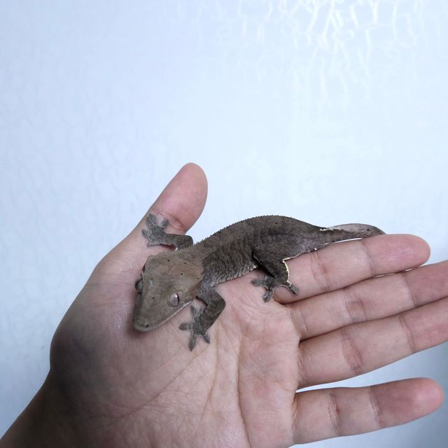노멀