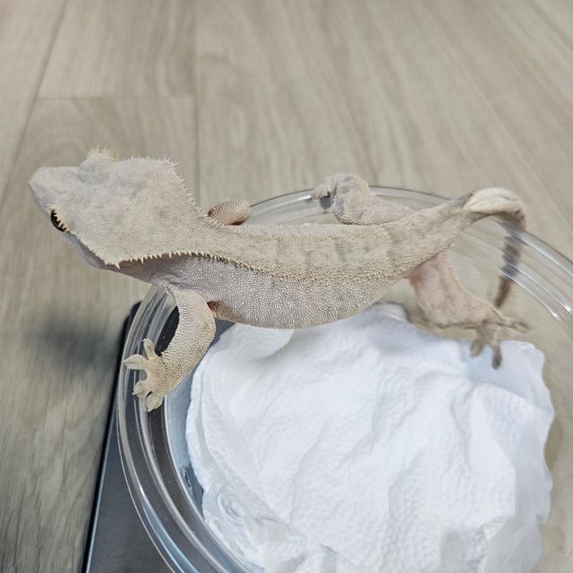 노멀 팬텀 벅스킨 옐로우