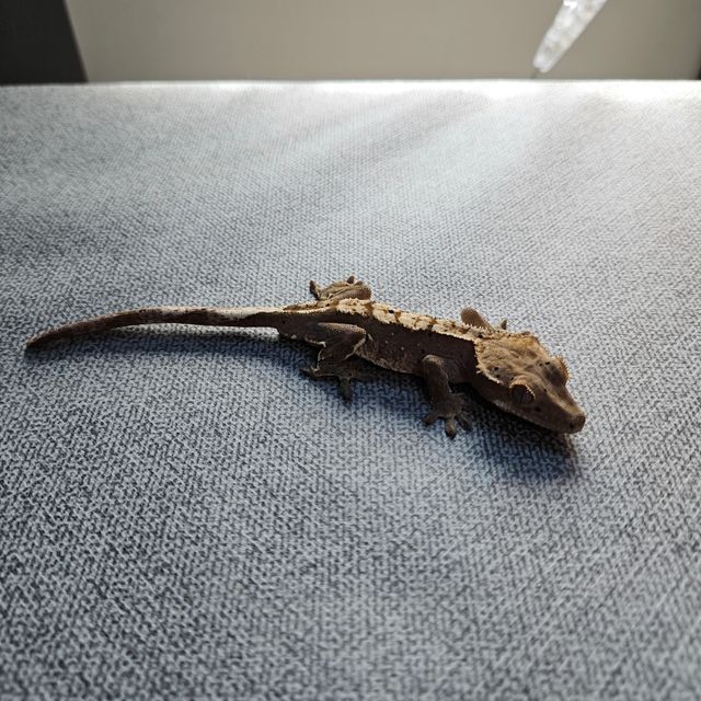 카푸치노 달마시안