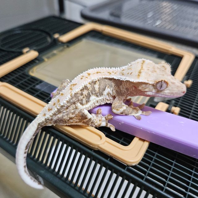 릴리화이트 레드
